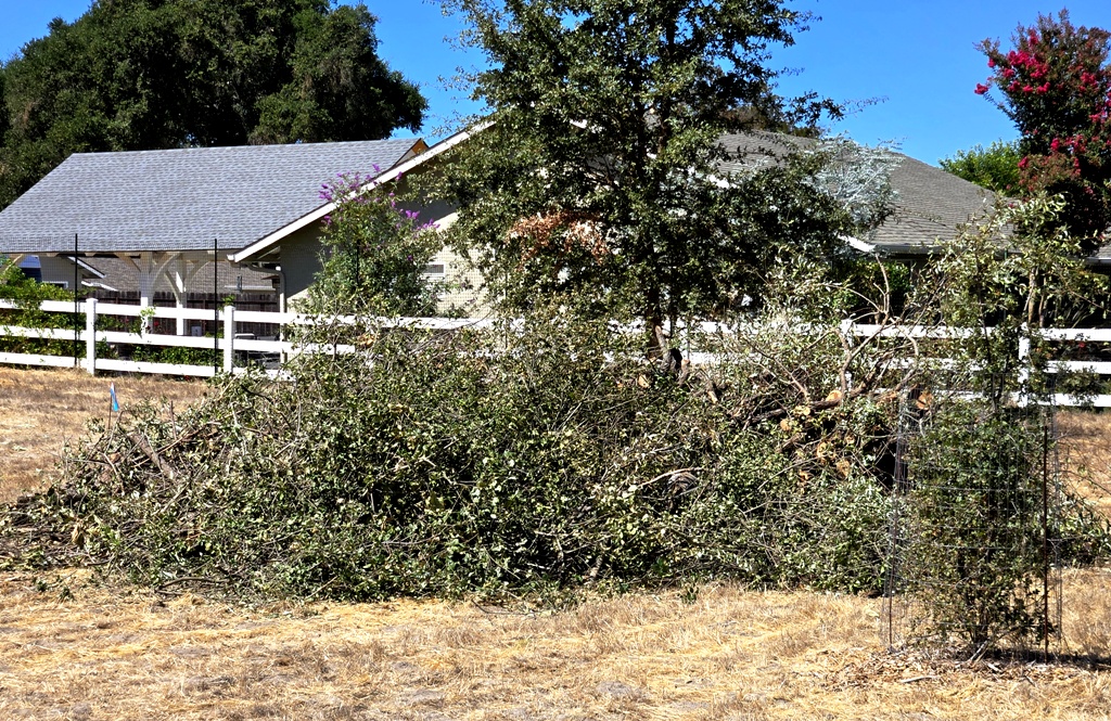 Piled brush and dead branches.